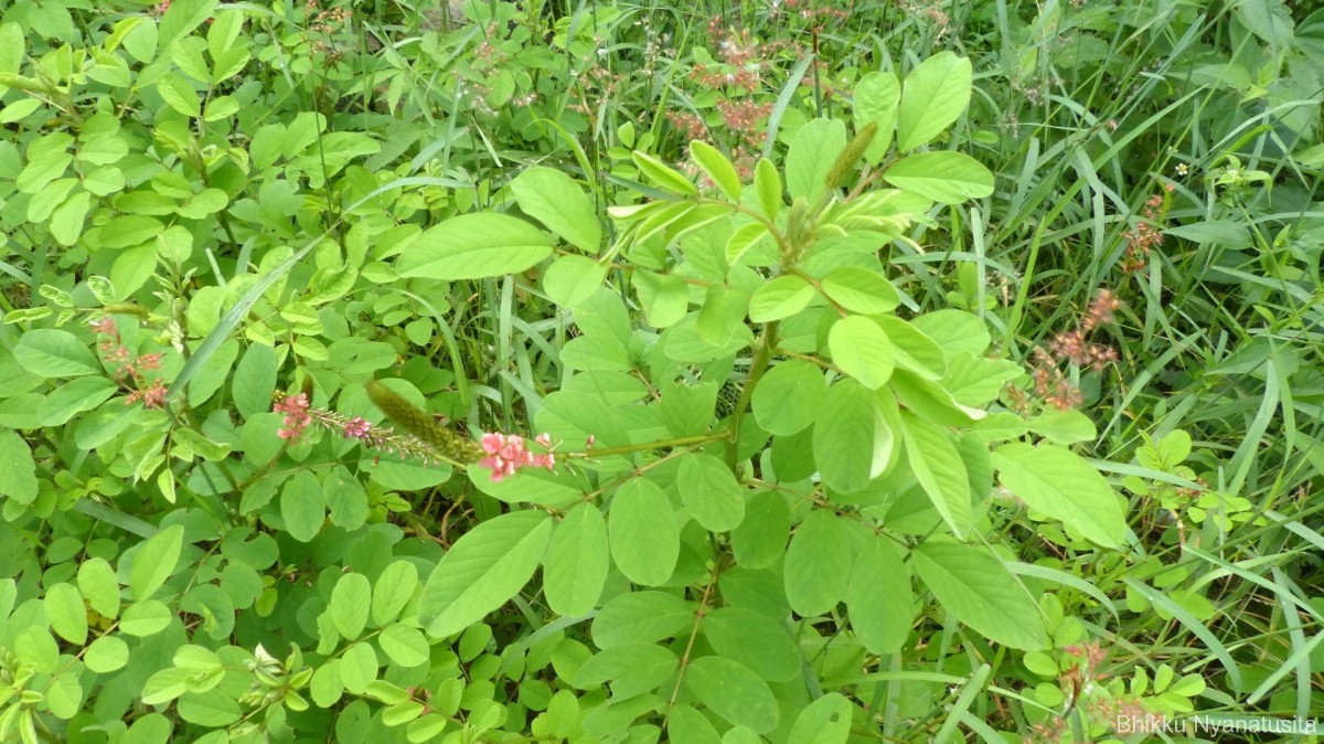 Indigofera hirsuta L.